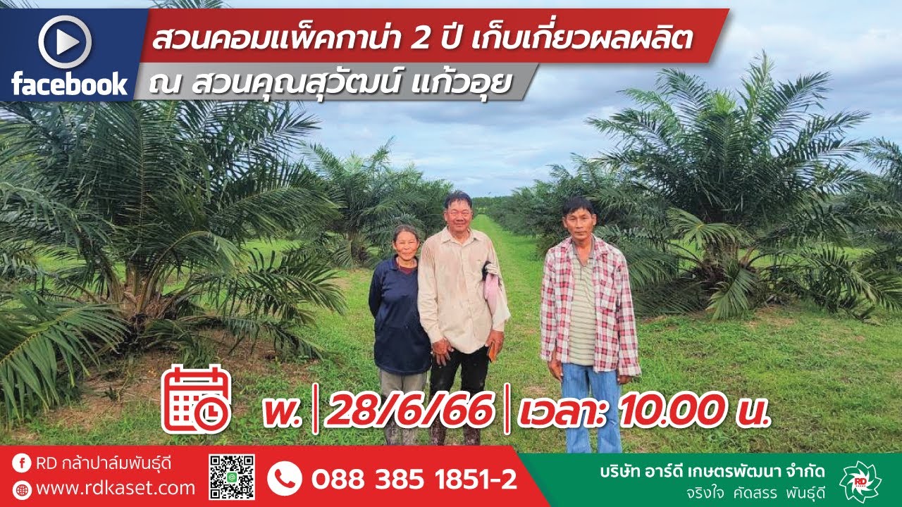 คอมแพ็คกาน่า 2 ปี เก็บเกี่ยวผลผลิต สวนปาล์มฉะเชิงเทรา