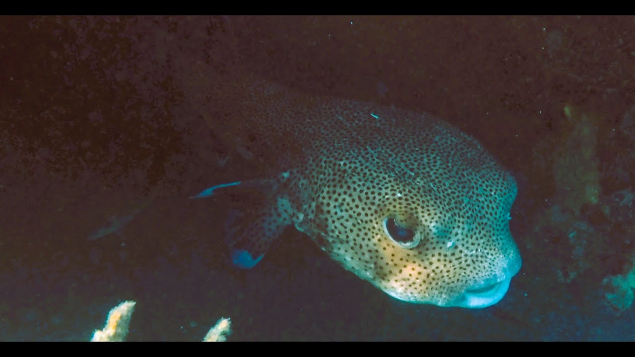 Brayka Bay, Underwater World ,Marsa Alam, Abu Dabbab, Egypt Part 7  (4K - UHD)