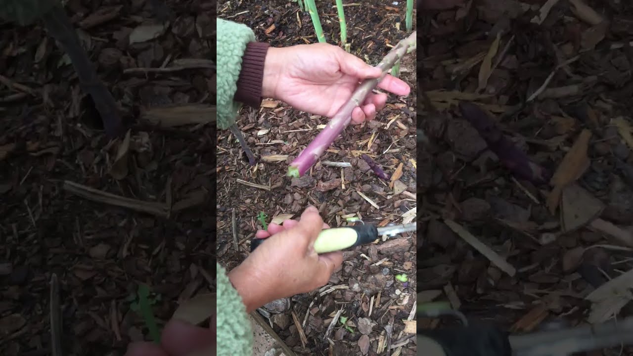 #1 How to Fertilize your Asparagus Patch in spring