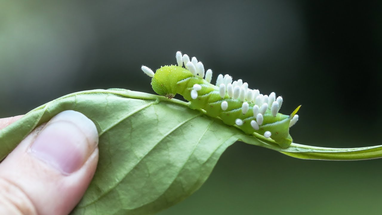 WHAT IS THIS??? A tomato hornworm caterpillar parasitized by a braconid wasp 🐛🐝