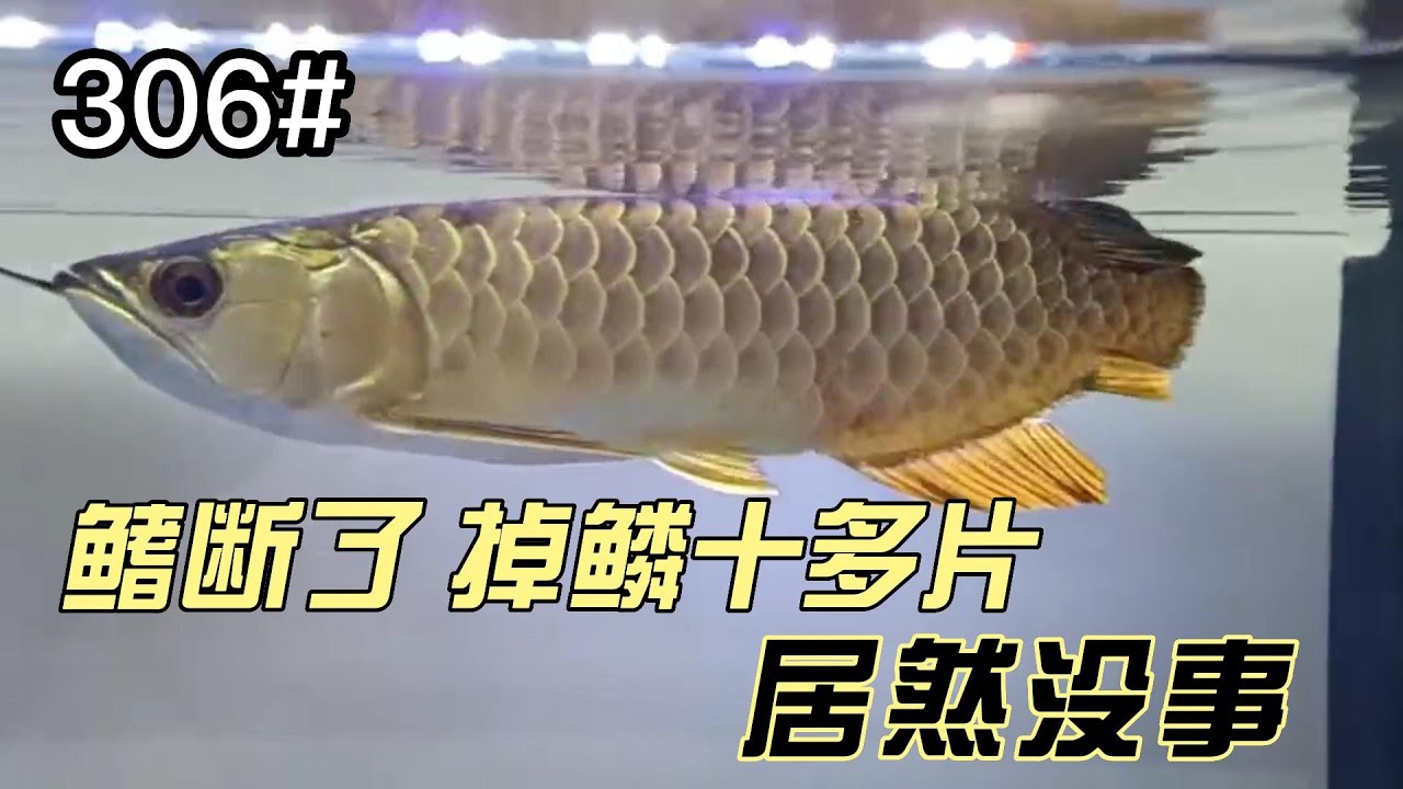 #306 受伤严重的龙鱼怎么好像没有事？