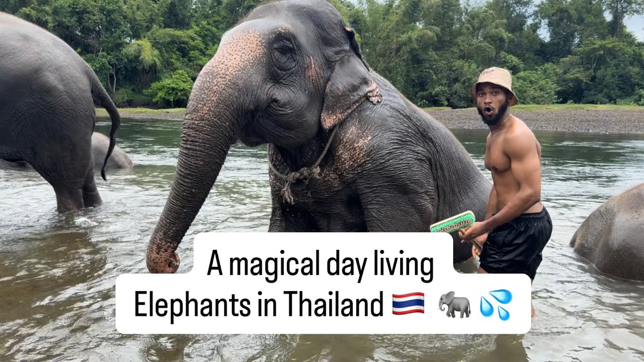 Unforgettable Elephant Sanctuary Experience in Thailand