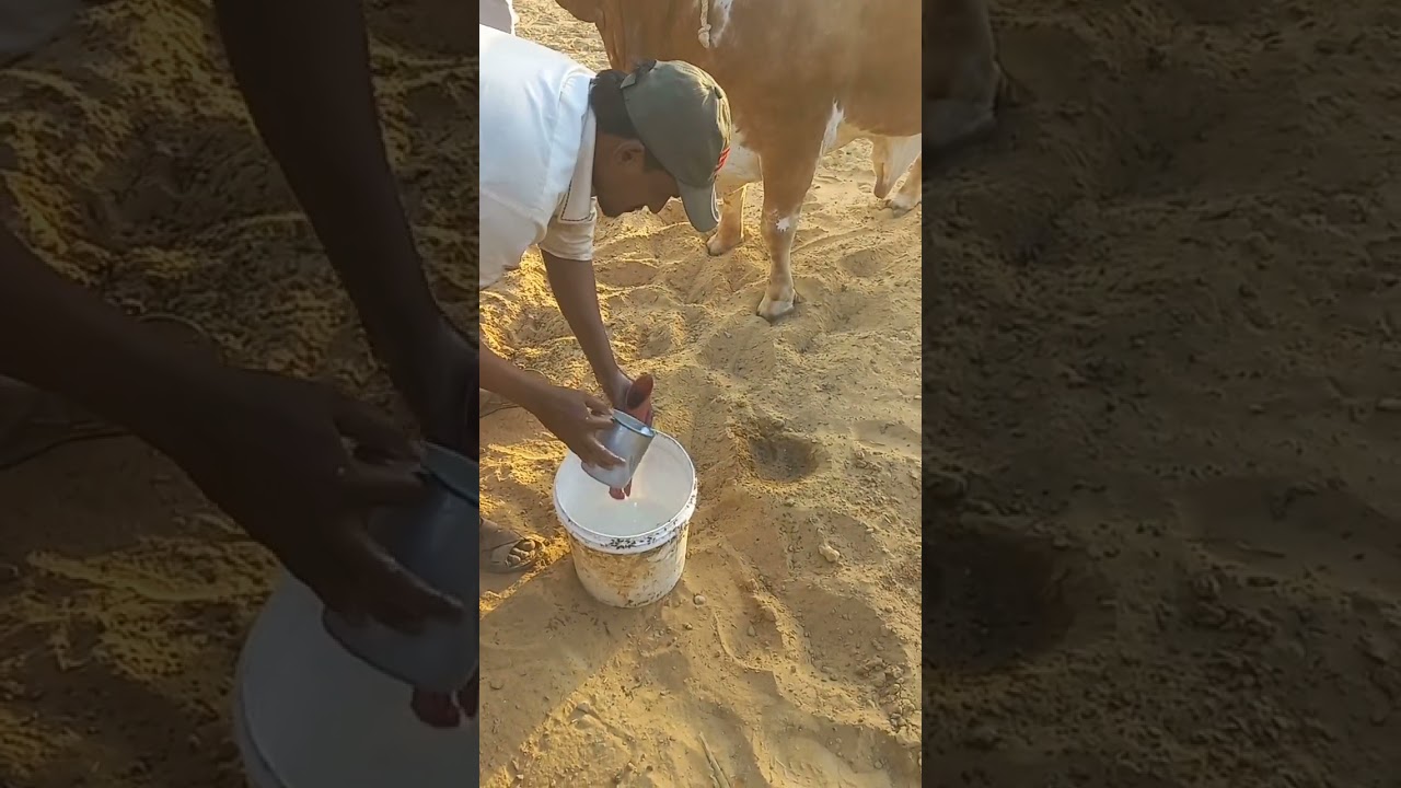 Kitne Maze Sy Milk 🥛 P Raha Hai #animalslover #cattle #cow #bull