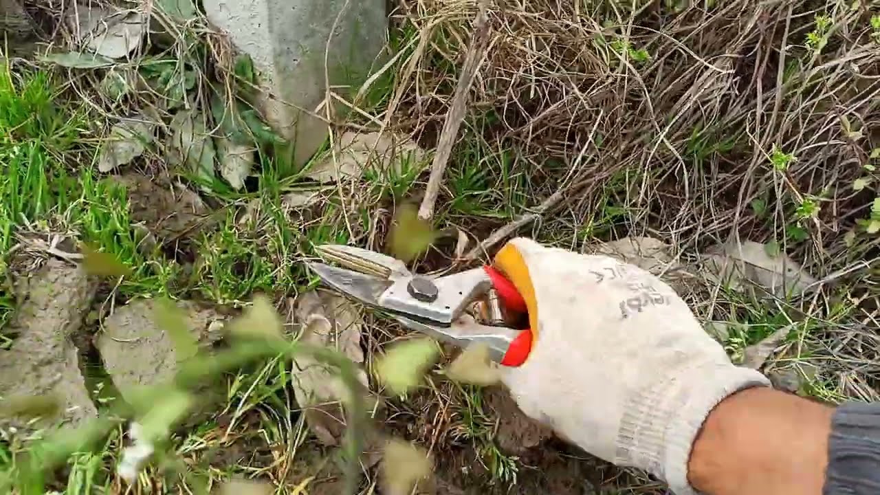 Bir yaşındaki üzüm fidanının budaması, üzümde 1 yaş bakımı