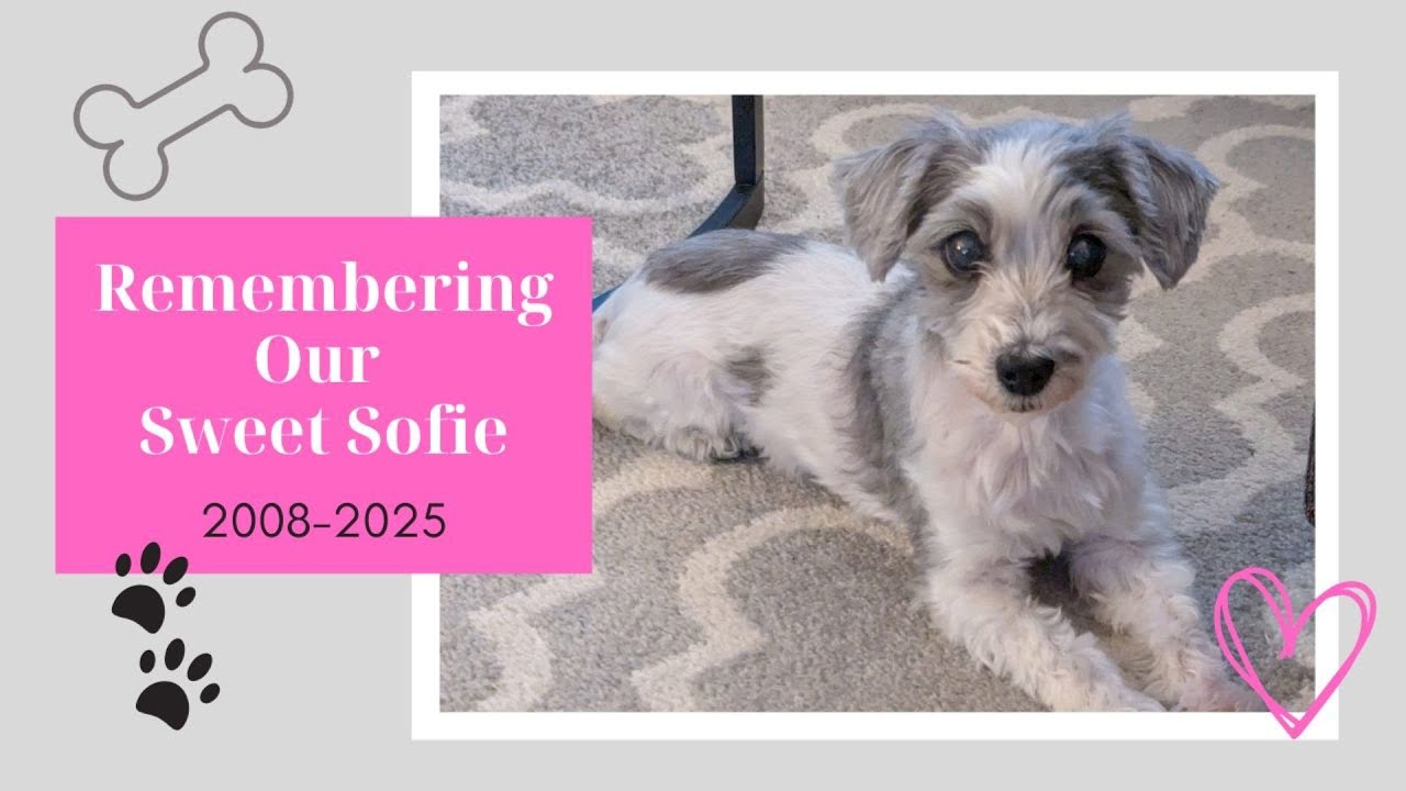 In Loving Memory of Our Sofie | A Dog Memorial Tribute 🤍
