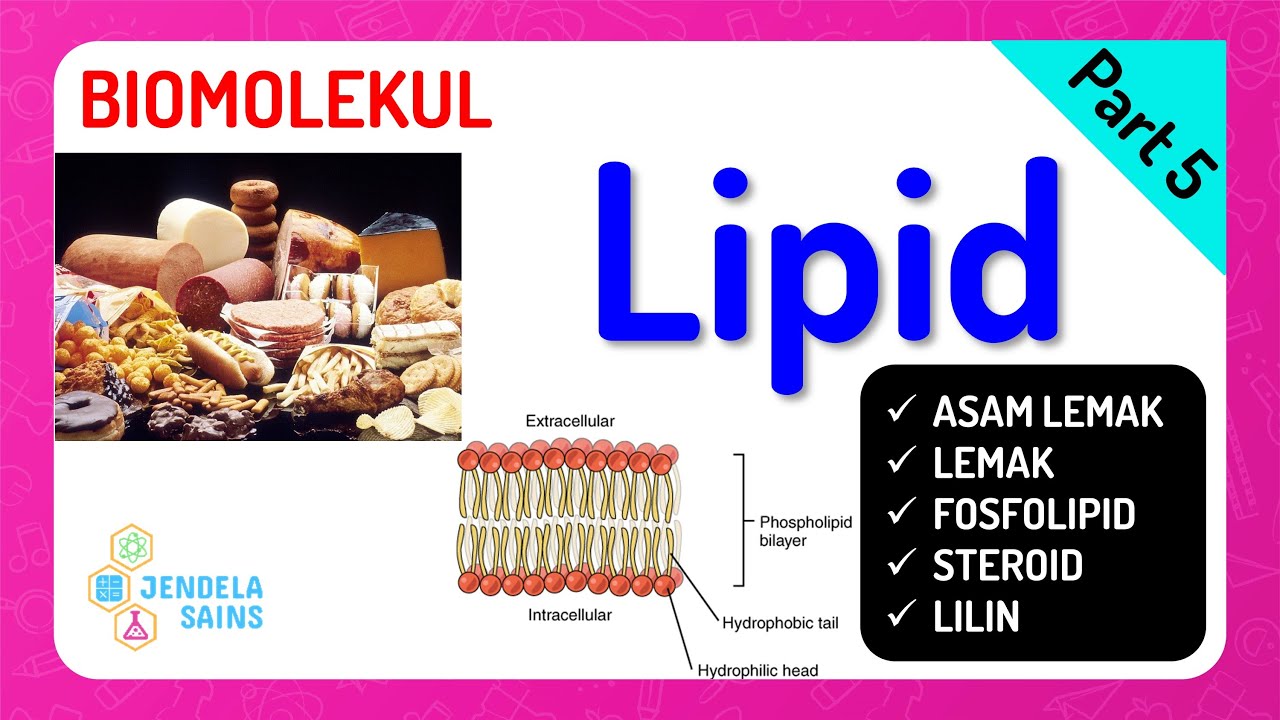 Biomolekul • Part 5: Lipid (Asam Lemak, Lemak, Fosfolipid, Steroid, dan Lilin)