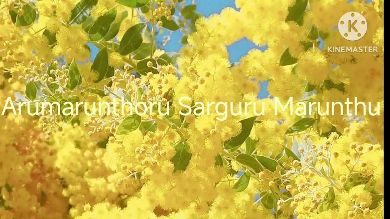 Arumarunthoru Sarguru Marunthu (With lyrics in my Description box )