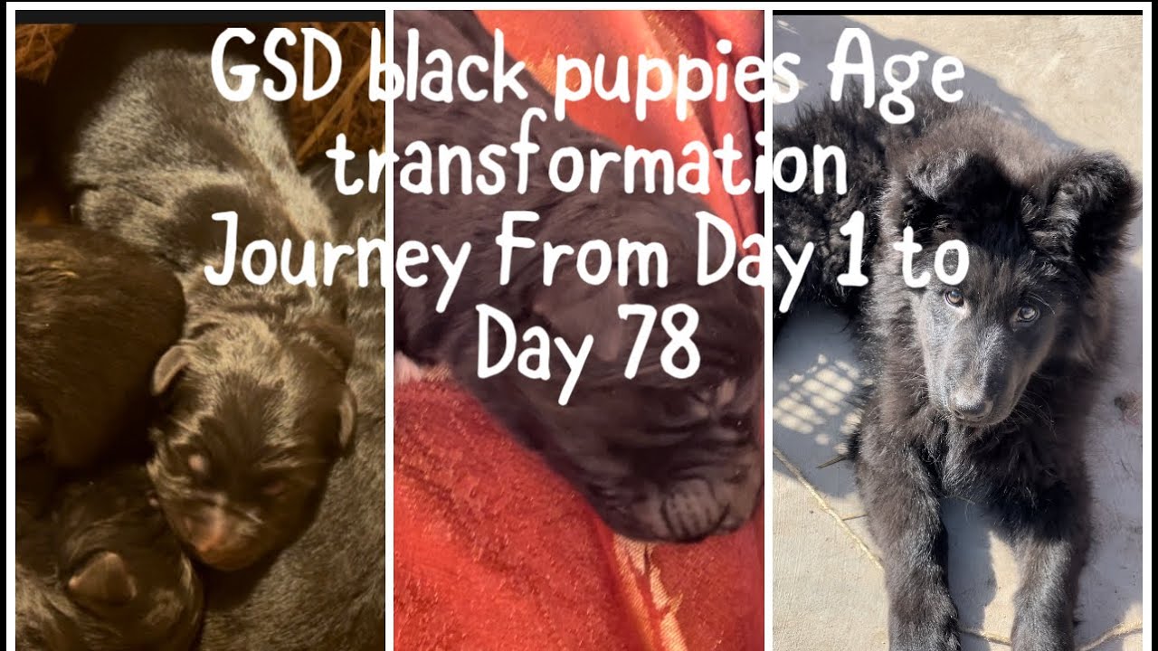 German Shepherd new born black puppies Age transformation from Day 1 to Day 78
