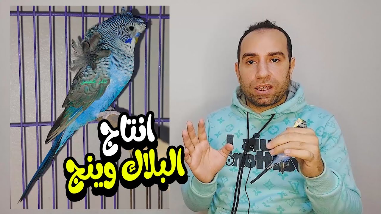 انتج بلاك وينج فلل 💵بأرخص طريقة💰