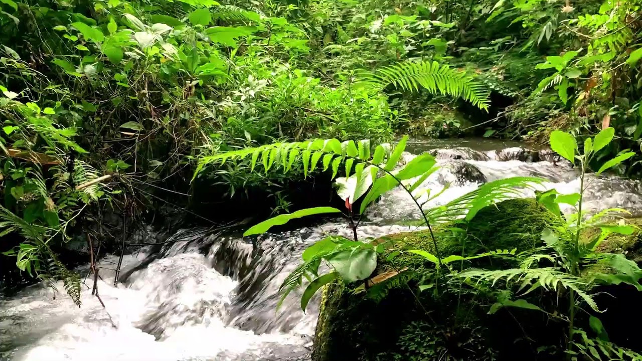 Quiet Gentle River with Natural White Noise for Deep Sleep & Therapy