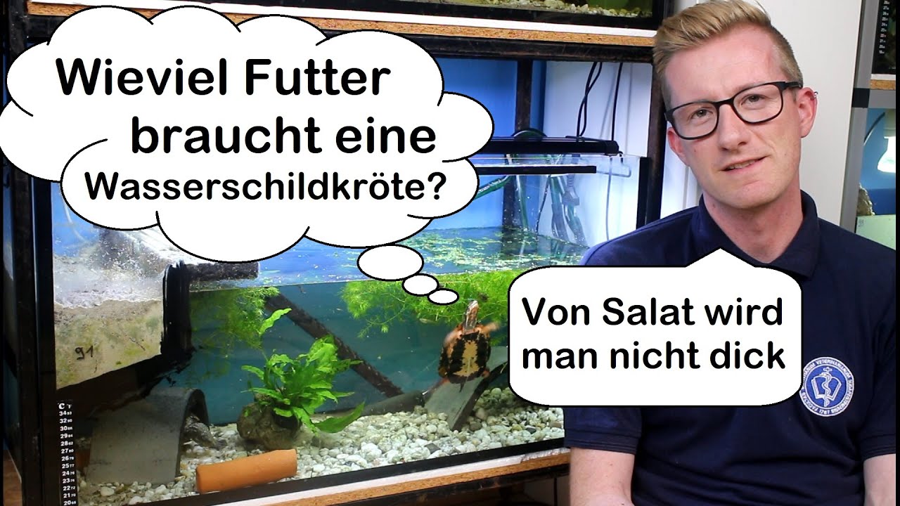 Wie viel Futter brauchen Wasserschildkröten? Die richtige Futtermenge!