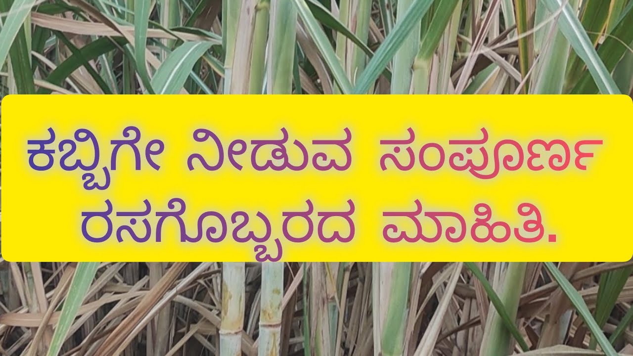 ಕಬ್ಬು ನಾಟಿ ಮಾಡುವುದರಿಂದ ಕಟಾವುದರವರೆಗೆ ನೀಡುವ ರಸಾಗೊಬ್ಬರದ ಮಾಹಿತಿ.| Sugar cane fertilize information.