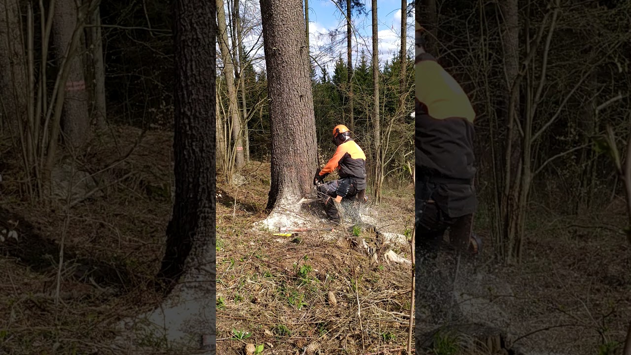 STIHL MS 441