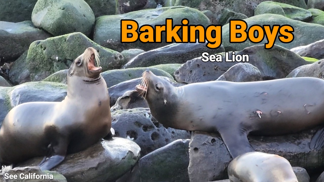 Barking Boys Sea Lion