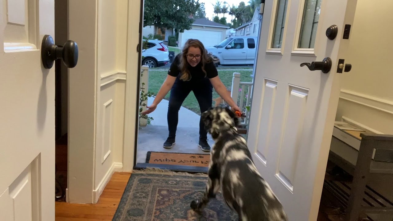 Daniff Training | Bailey | Pasadena, CA