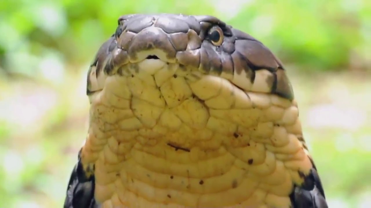 Captura de cobra-rei de 4 metros; esp&eacute;cie &eacute; a maior cobra venenosa do mundo