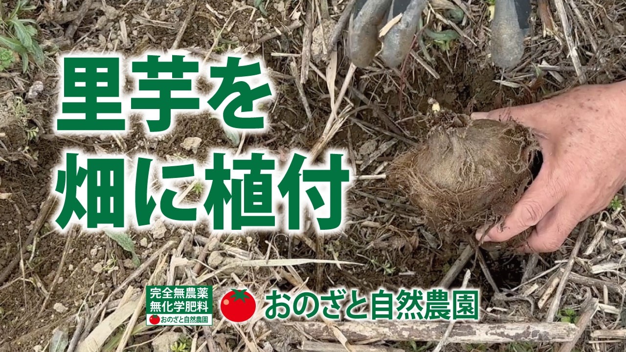畑に掘った穴に埋めます。簡単です。