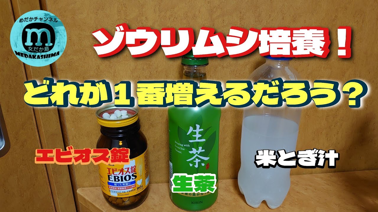 生茶 • エビオス錠 • 米とぎ汁！どれを使えばゾウリムシは増える？その疑問を解決します❗
