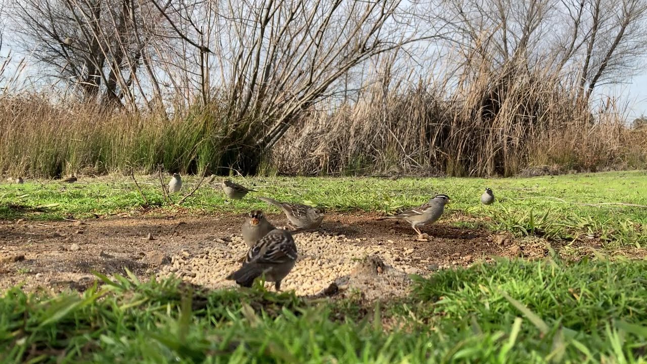 Camera Wary Ducks
