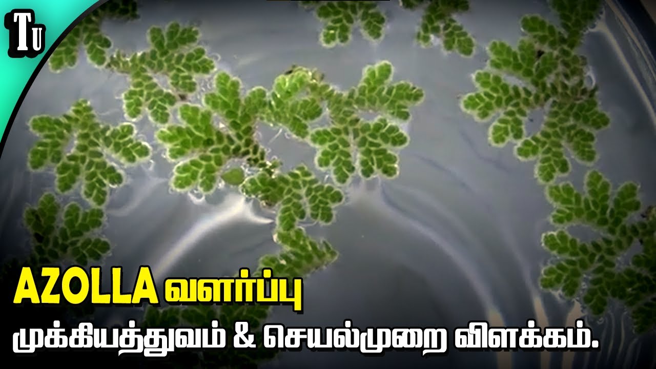 AZOLLA வளர்ப்பு முக்கியத்துவம் & செயல்முறை விளக்கம்.