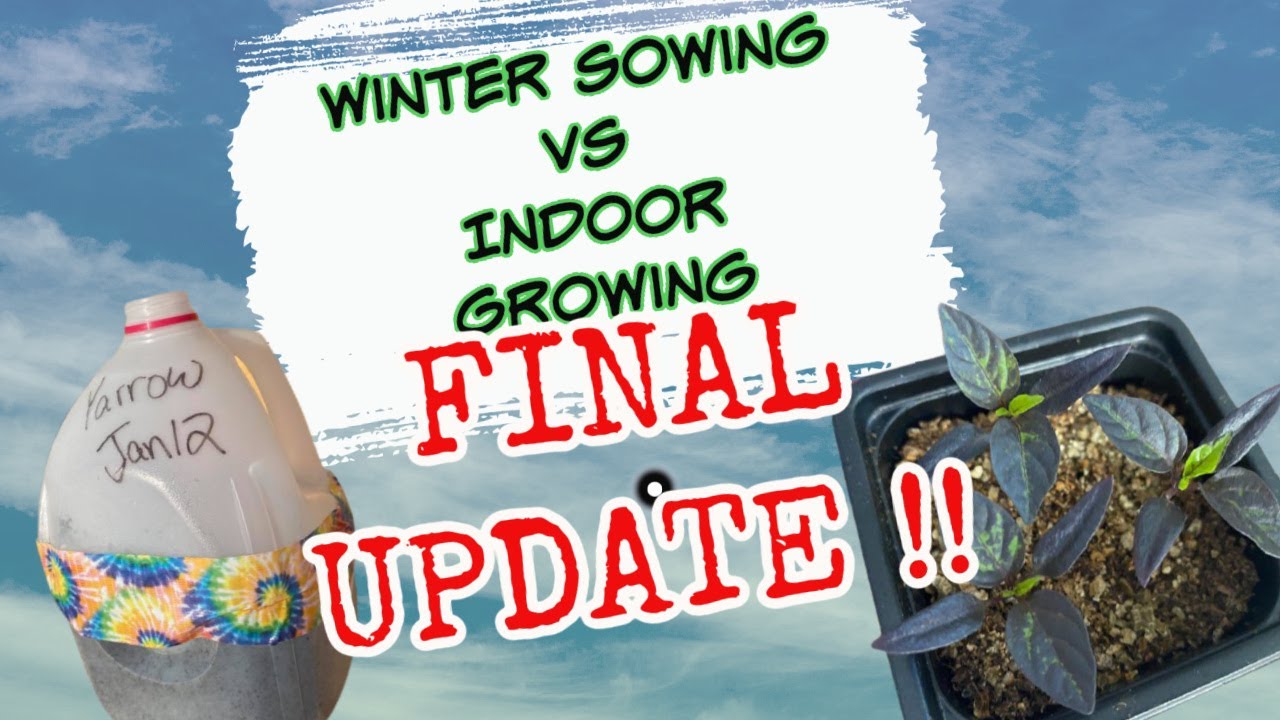 Winter Sowing VS Indoor Growing Update - Planting Up My Herbs & Flowers