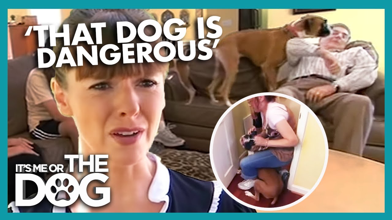 How to Teach Your Dog to Behave with Guests | It's Me or the Dog