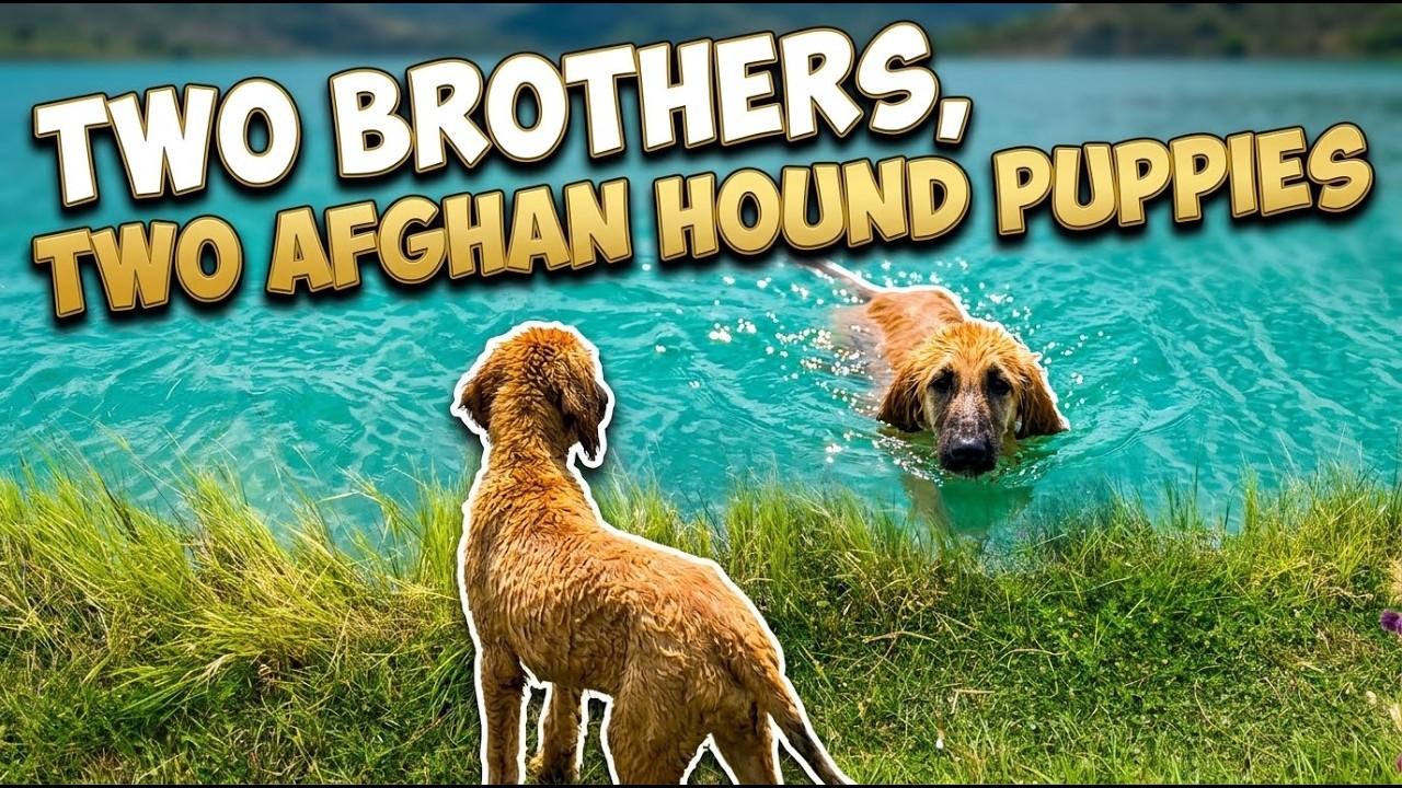 Pure Afghan Hound Puppies