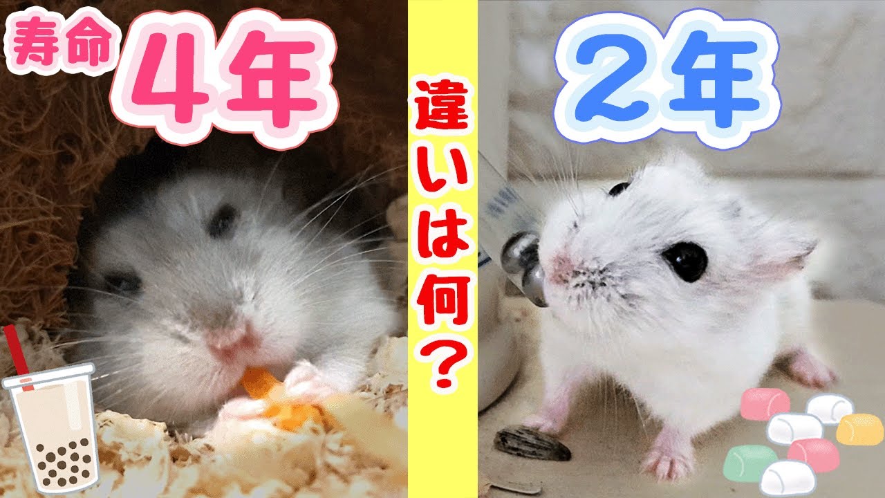 4年生きたハムスターと2年生きたハムスターの違い