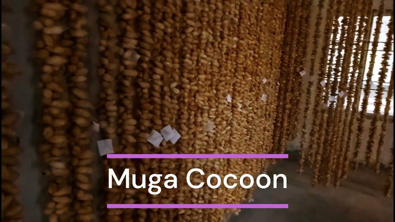 Muga silkworm rearing and cocoon production in Kokrajhar district.
