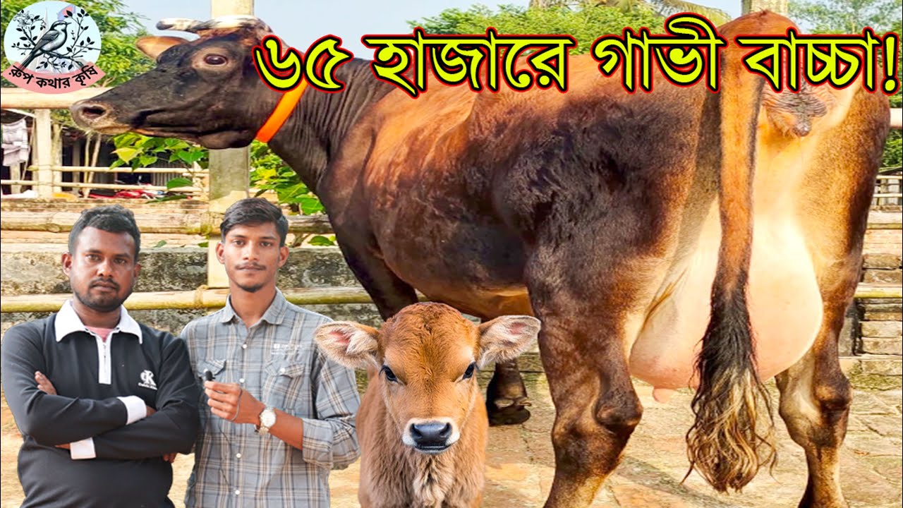 সিরাজগঞ্জ জেলার সবার প্রিয় রুবেল ভাইয়ের কম দামে গাভী।বাঘাবাড়ী মিল্কভিটার জার্সি সহ সকল ভ্যারাইটিস