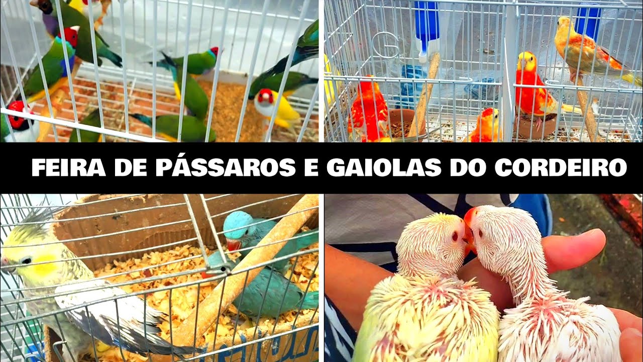 Feira de Pássaros e Gaiolas do Cordeiro  28/12 #gaiola #passaros #criarpassaros