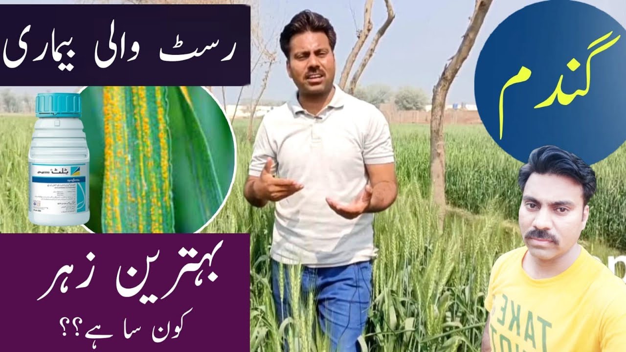 The best fungicides to control rust disease in wheat crop