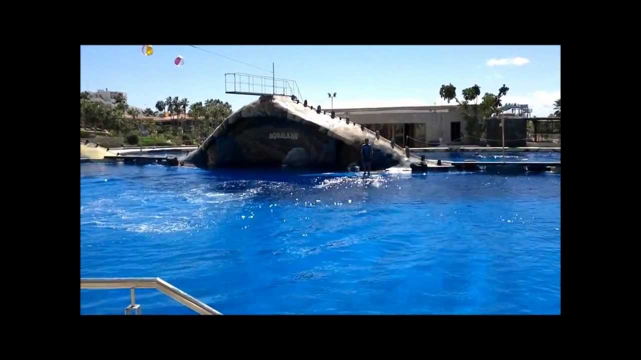 Aqualand,The Dolphin show, Costa Adeje, Tenerife.