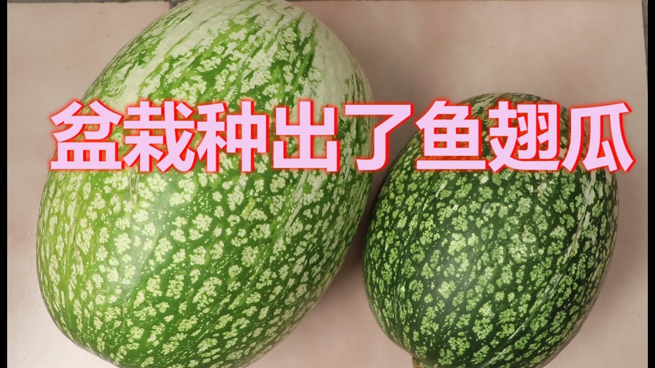 盆栽种出了鱼翅瓜