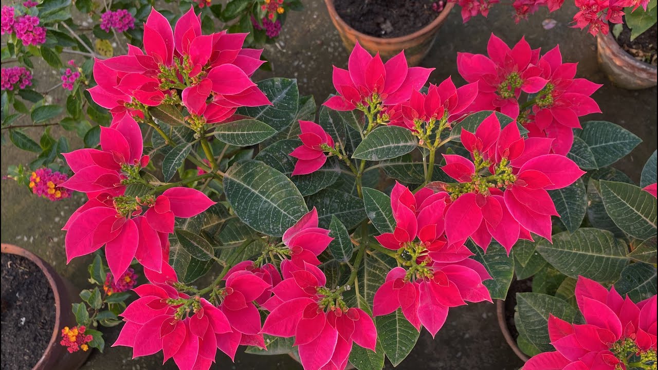 Poinsettia Care in winter | Techngarden
