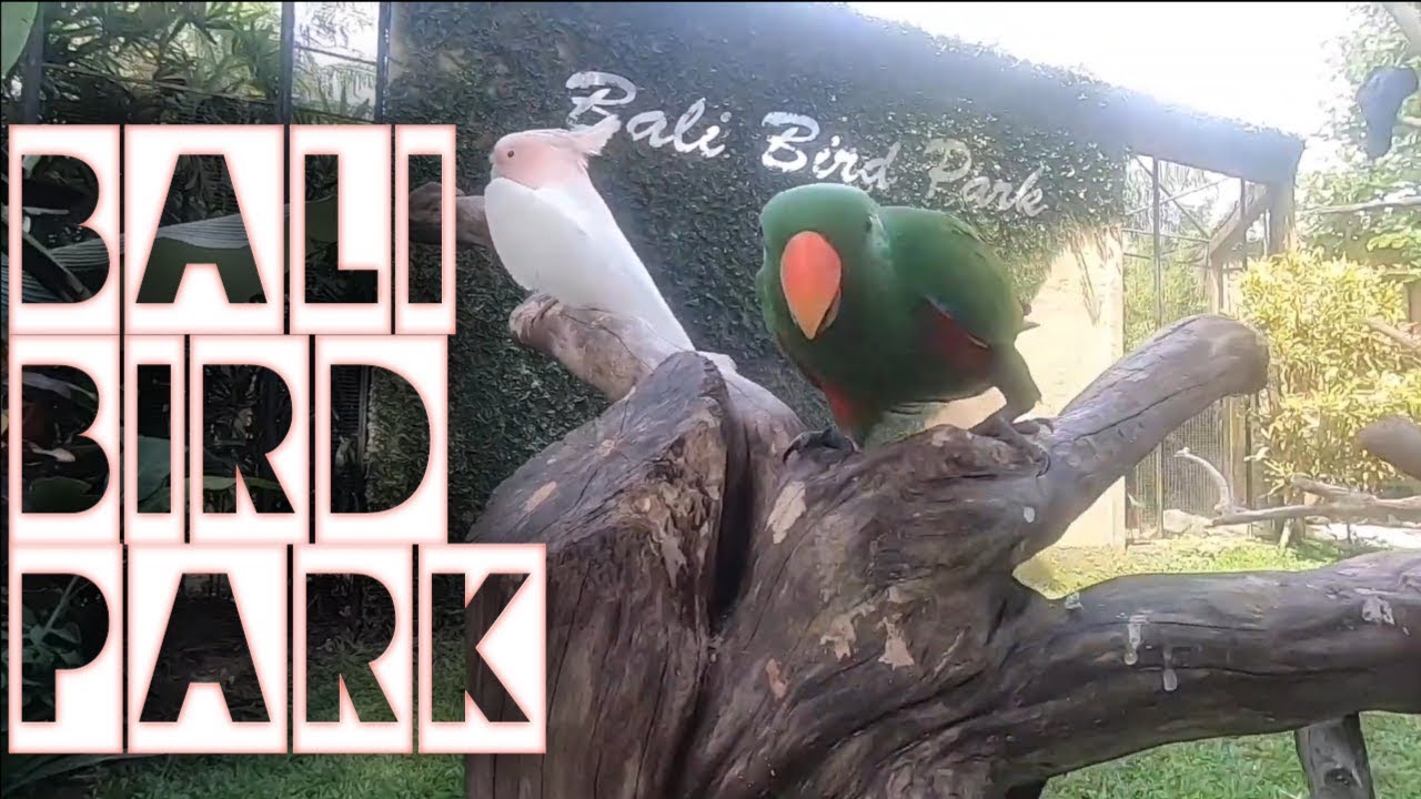 Wisata Bali Bird Park 2019