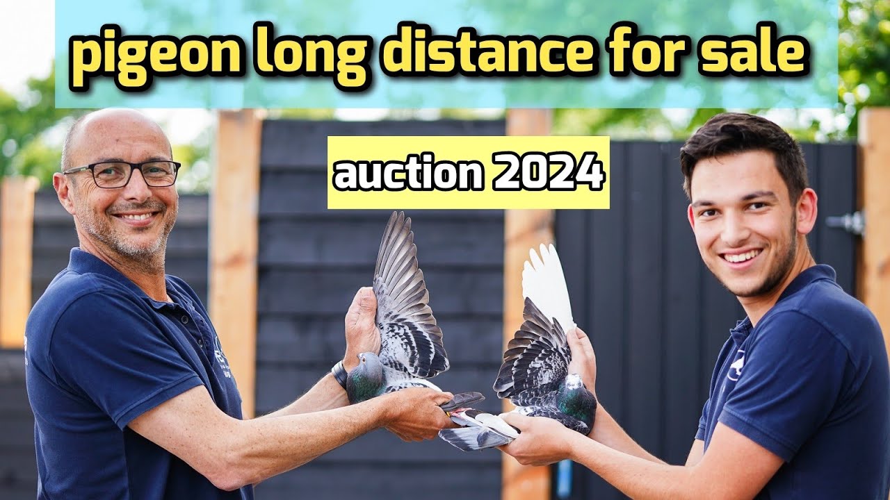 Exclusive Auction of Champion Racing Pigeons: Hugo Batenburg's Elite Lineup
