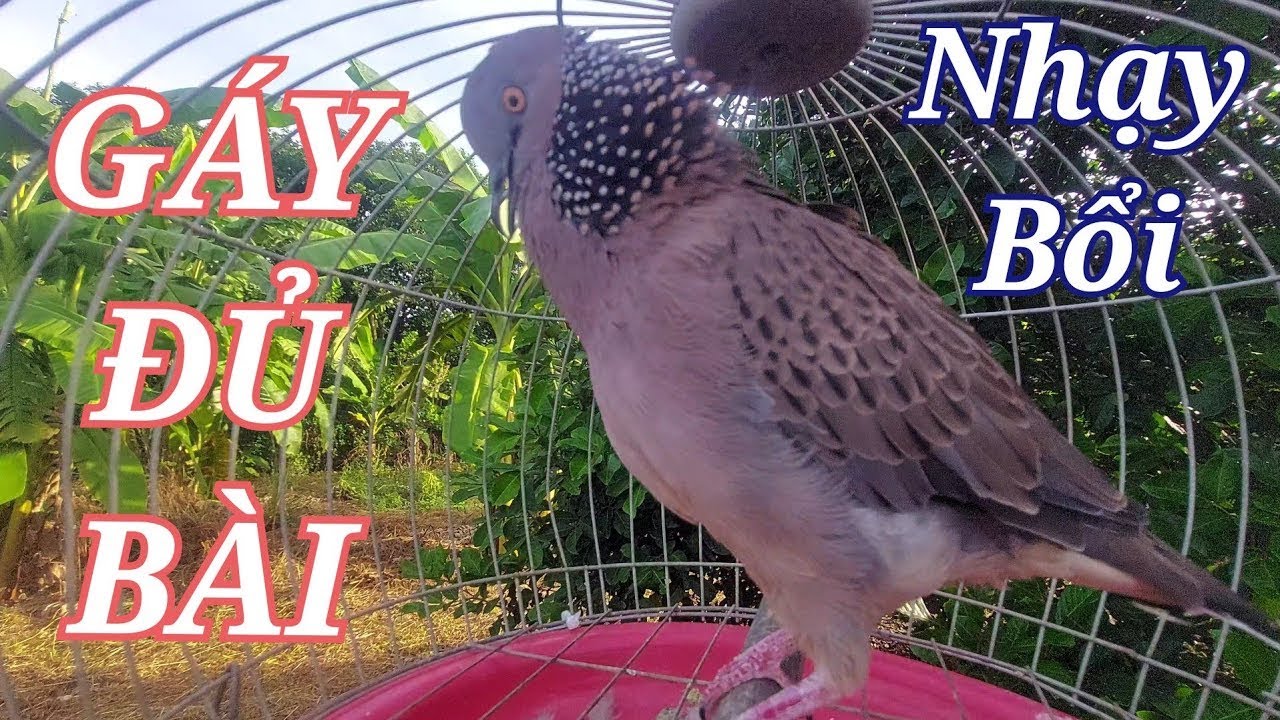 Cu gáy kích bổi - Cu gáy Mồi GÁY ĐỦ BÀI kích bổi nhanh nổi hiệu quả -Cu gáy mồi THÚC GÙ GỌI nhạy bổi