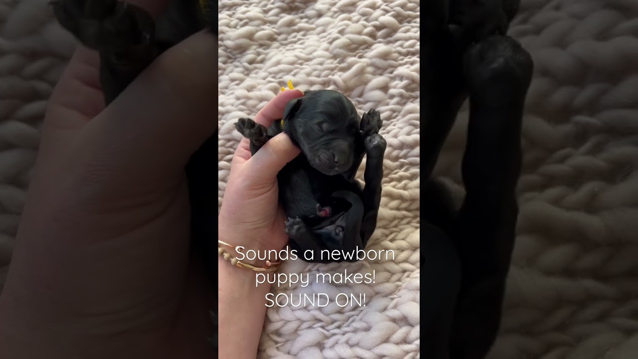 Sounds of a NEWBORN PUPPY! SOUND ON 🥹