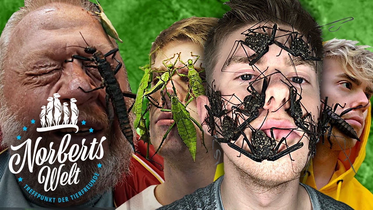 DAS traust DU dich NIE! - RIESENINSEKTEN ins GESICHT setzen! | INSECTHAUS_ADI in NORBERTS WELT