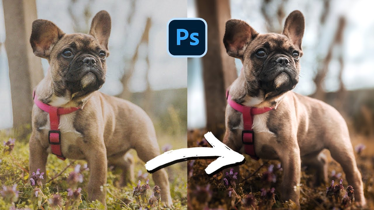 How to Photoshop Your Dog Like a Pro!