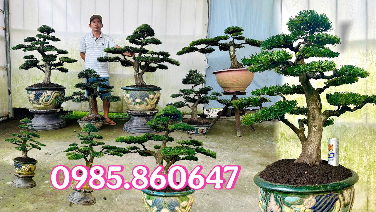 Lô Tùng Hàng Hiệu: La Hán Quả - Kim Cương & Đài Loan Dáng Bay/Trực | Huỳnh Xuyên 21/1