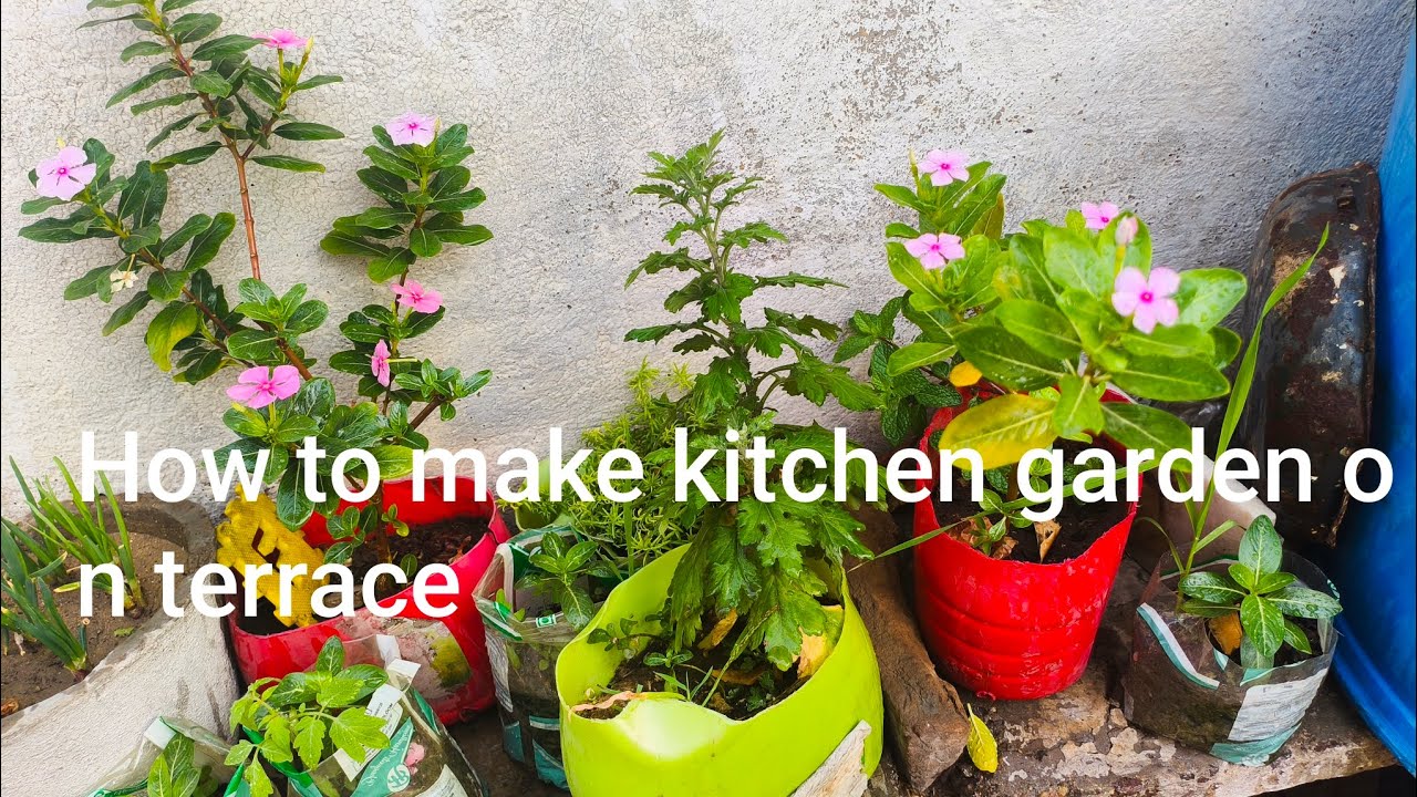 How to make kitchen garden on terrace and some tips
