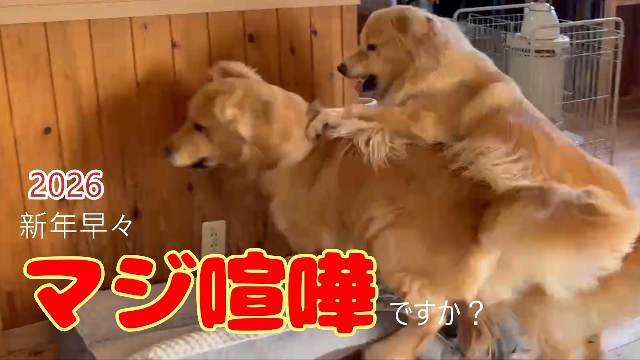 【大型犬喧嘩の瞬間】新年早々やっちまった