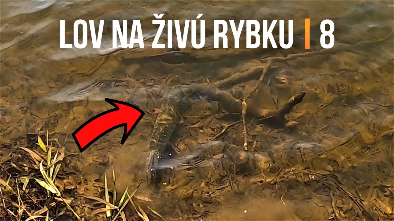 Lov Zubáča Candáta a Šťuky Štiky na Živú Rybku 8 🐬 Sezóna 2021 | Rybárske Videá s Demexom