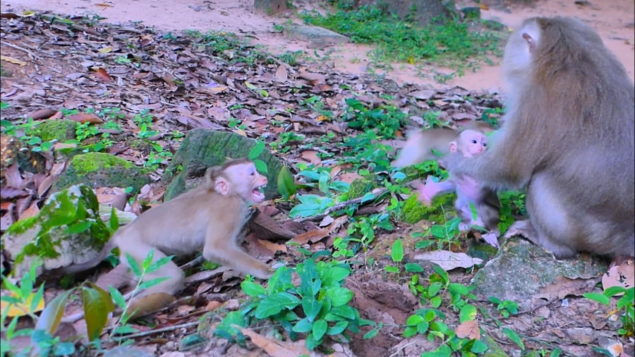 Poor Little Monkey Lily Cries Loudly for Sister Rainbow's Help After Joyce Bites Her!🐒