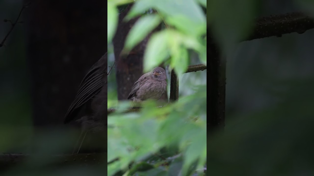 #video #videography #photography #birdsplanet #birds #real #animalphotography #animalplanet #india
