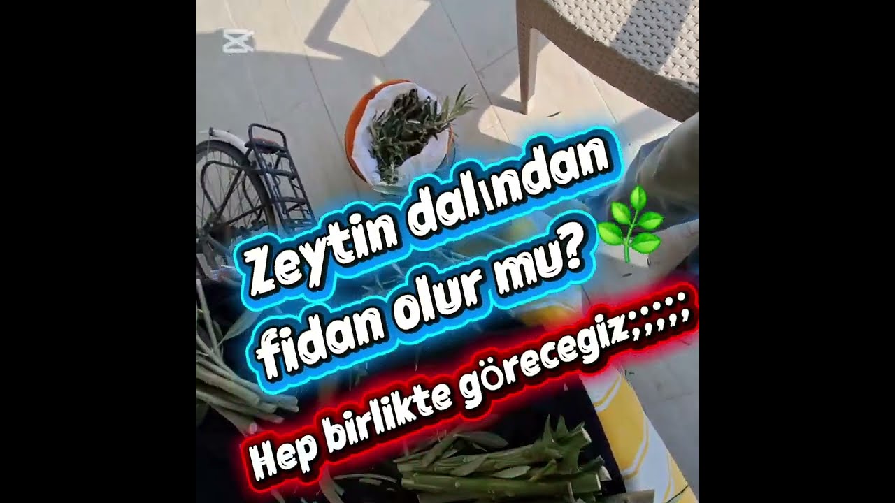 Zeytin çeliğinden fidan üretimi 🌿         #zeytin #fidan #çelik #tarım #emekbahçesi