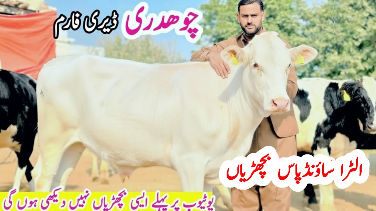 🔥 CH Dairy Farm | American HF Heifers For Sale | Imported Heifers in Pakistan | PK Janwar Mandi
