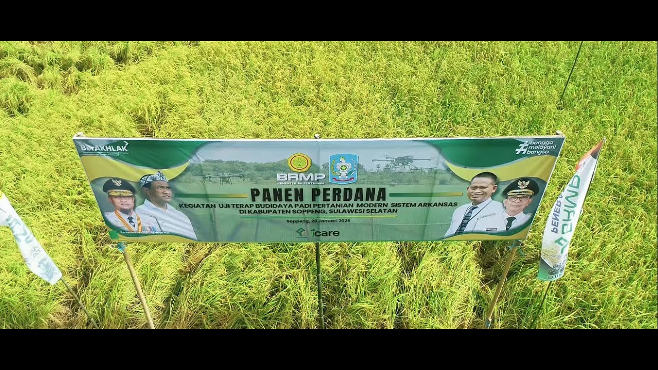 Panen Padi Perdana Kabupaten Soppeng
